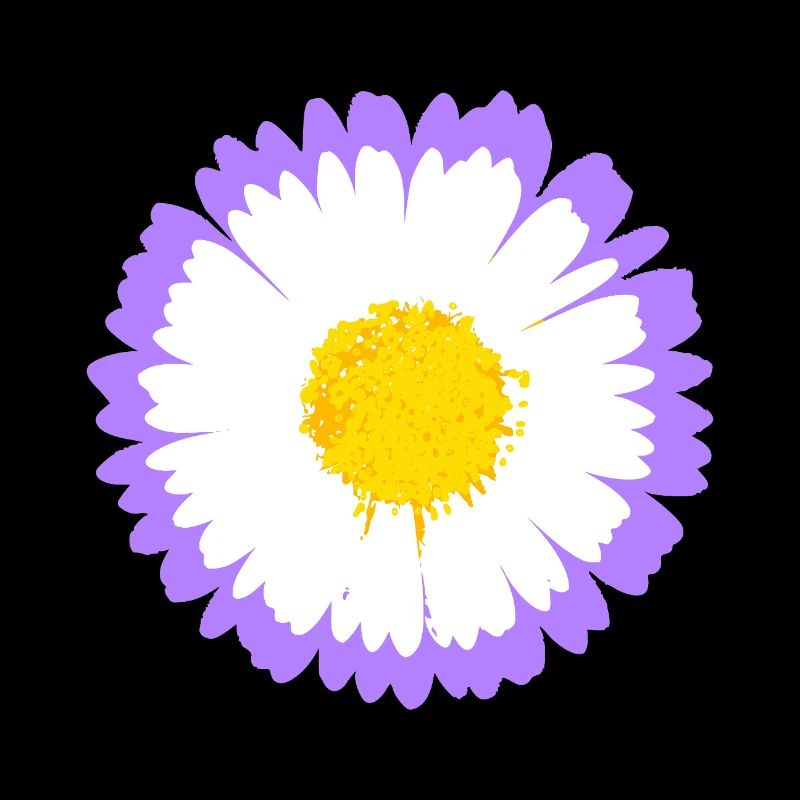 Lila Daisy Bloom mit gelbem Kern
