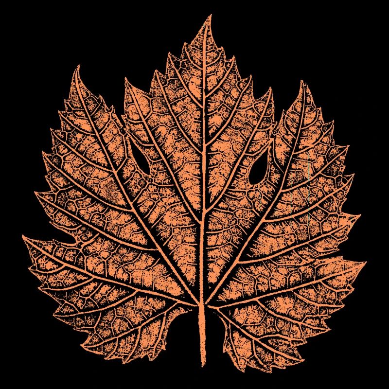 Wine / Leaf / Autumn