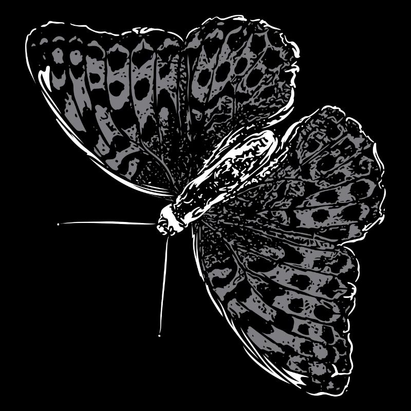 Aile de papillon Papillon Papillon