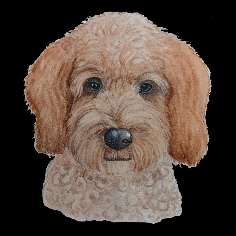 Labradoodle