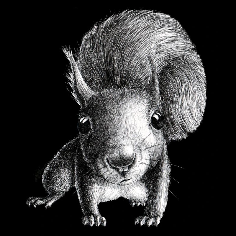 Écureuil