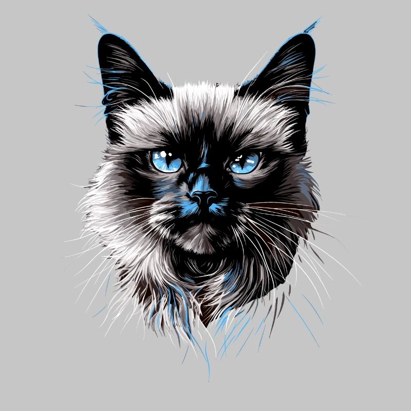 Chat Birman Chat Birman Sacré Chat Birman Mignon Chats Birmans