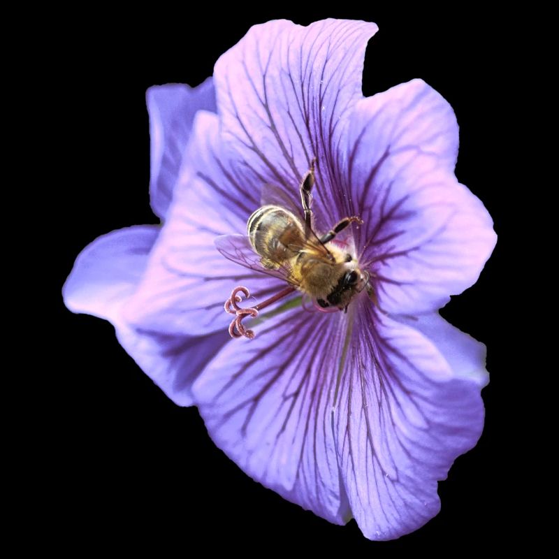 Violette Blüte mit Biene