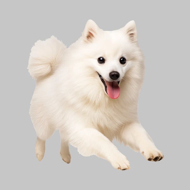Spitz japonais