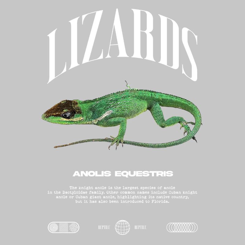 Cuban Knight Anole Reptile Keeper Lizard