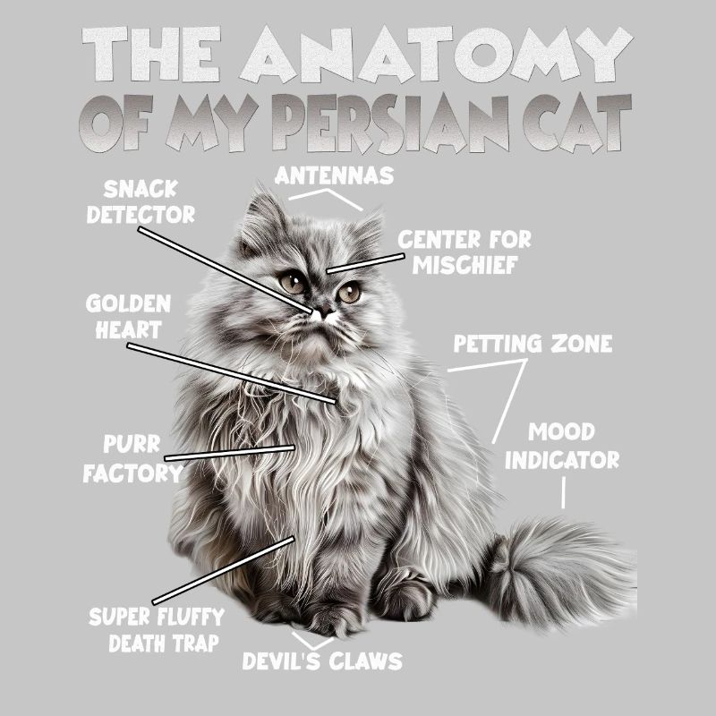 Cat T perse | Chat perse Chats Persans Chats persans