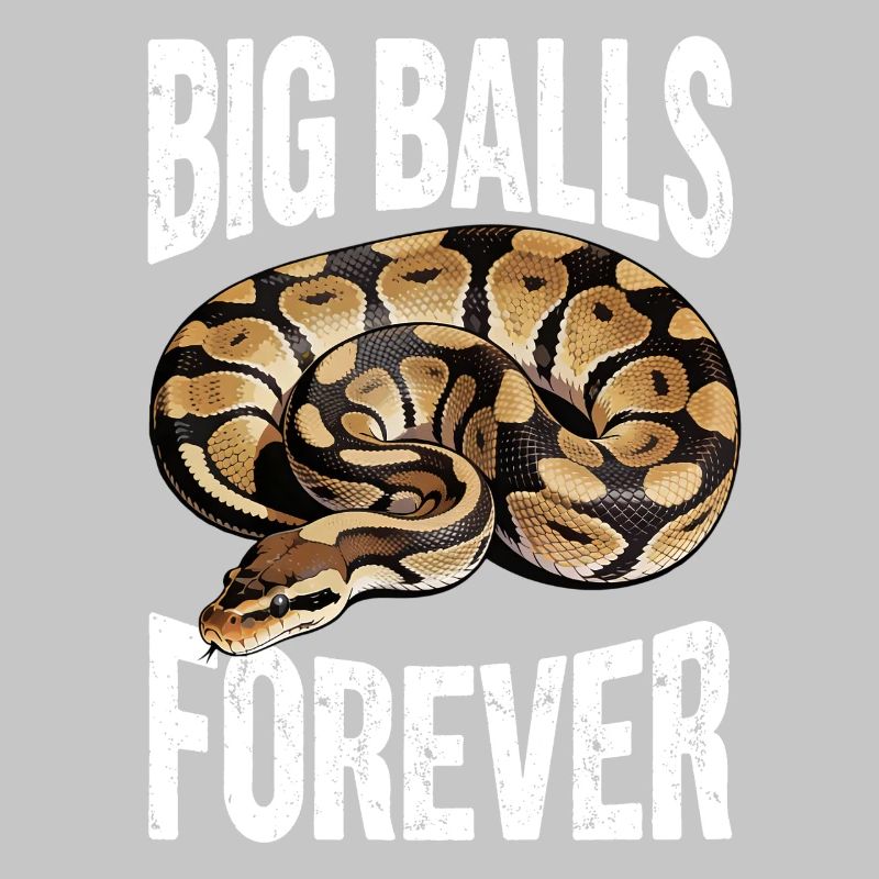 Königspython Schlangen Liebhaber Terrarium Python