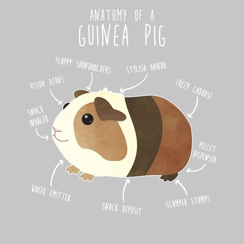 Anatomie des cochons d’Inde
