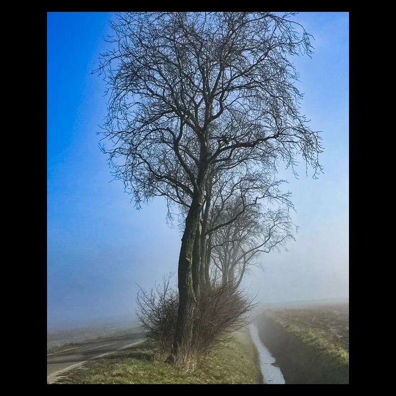 Einsamer Baum im Morgennebel