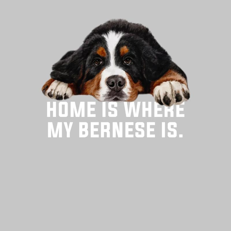 Bouvier bernois