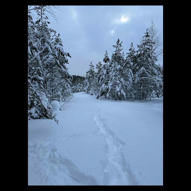 Winter trails in snow forest