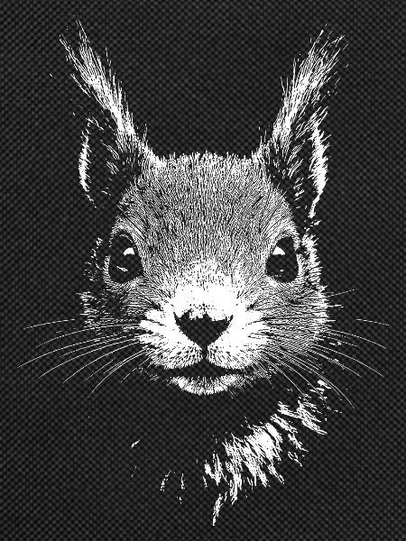 Eichhörnchen