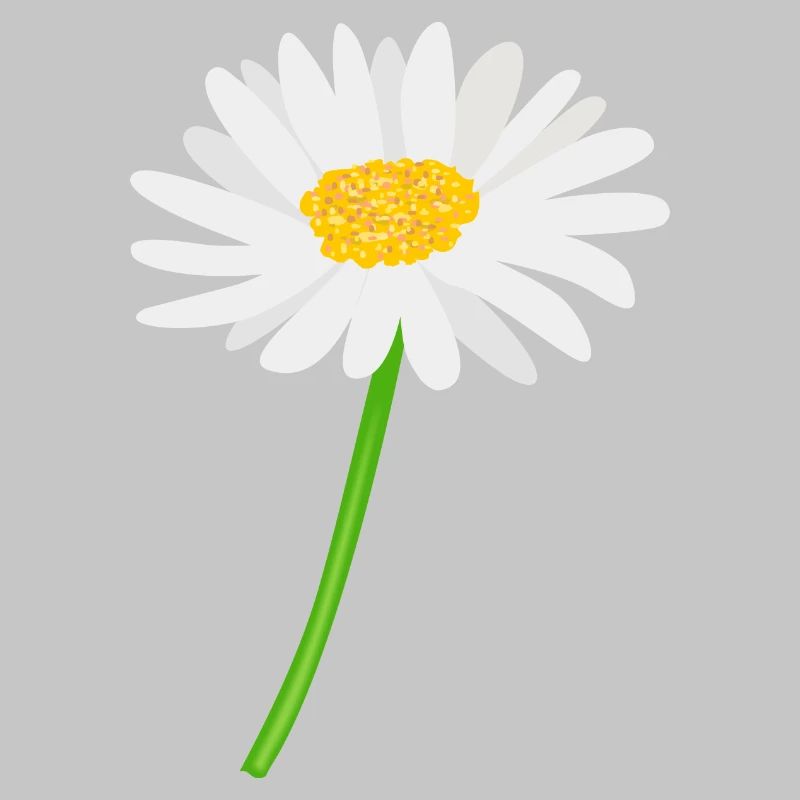 Blume Gänseblümchen mit Stiel