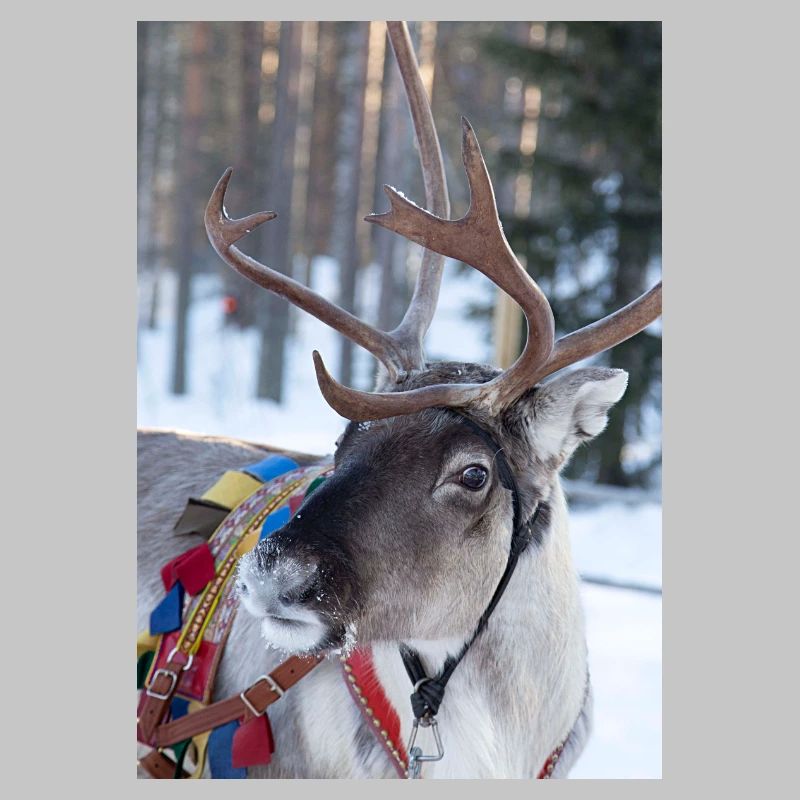 Reindeer