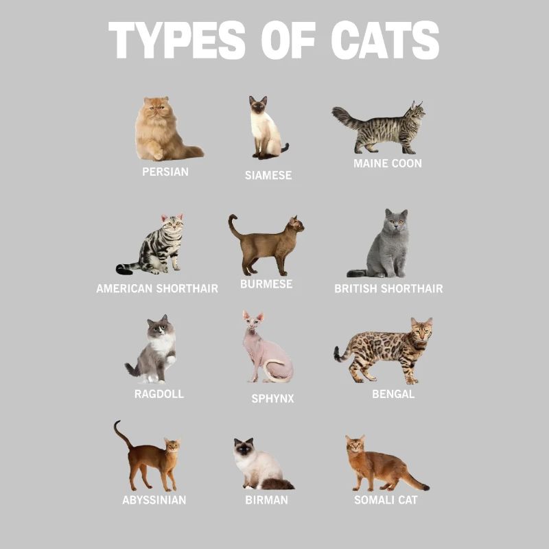 Types de chats Guide éducatif des races de chats