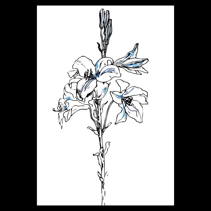 Blue lillies