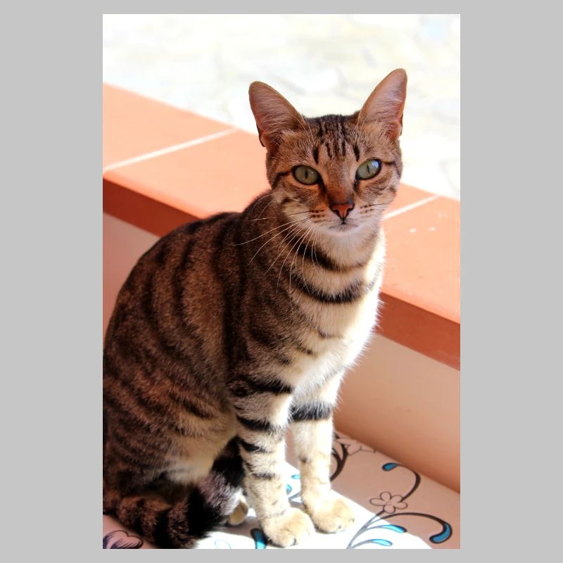 Katze Kätzchen