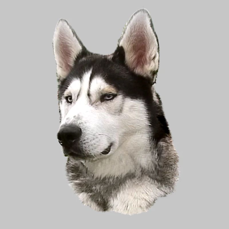 Visage husky Noir Blanc