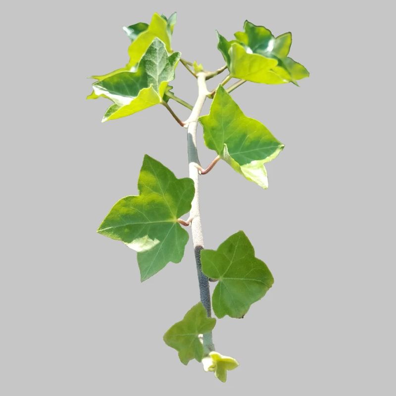 Ivy – Evergreen connection