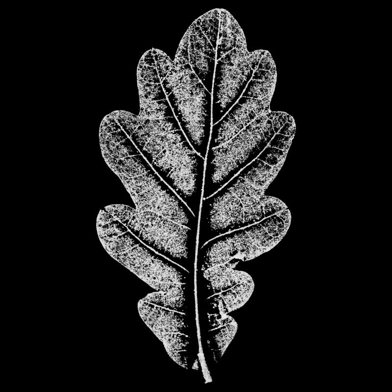 Blatt EICHE / Eichenblatt WEISS