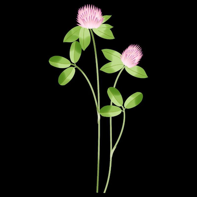 Delicate meadow clover with pink flowers illustration