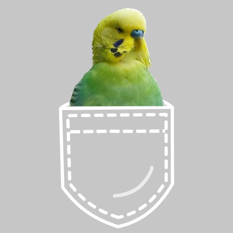 Bird budgie