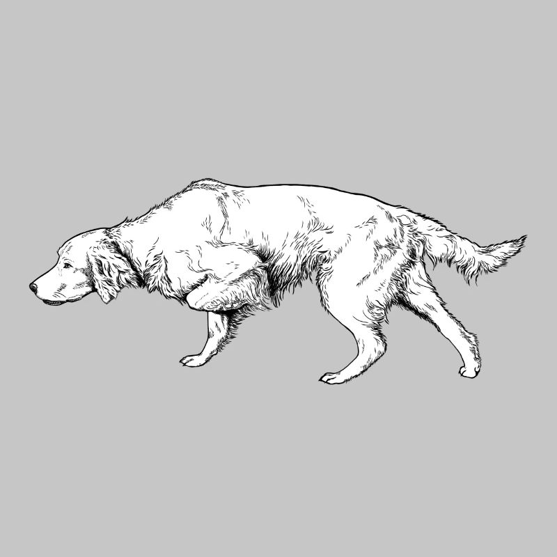 Setter above