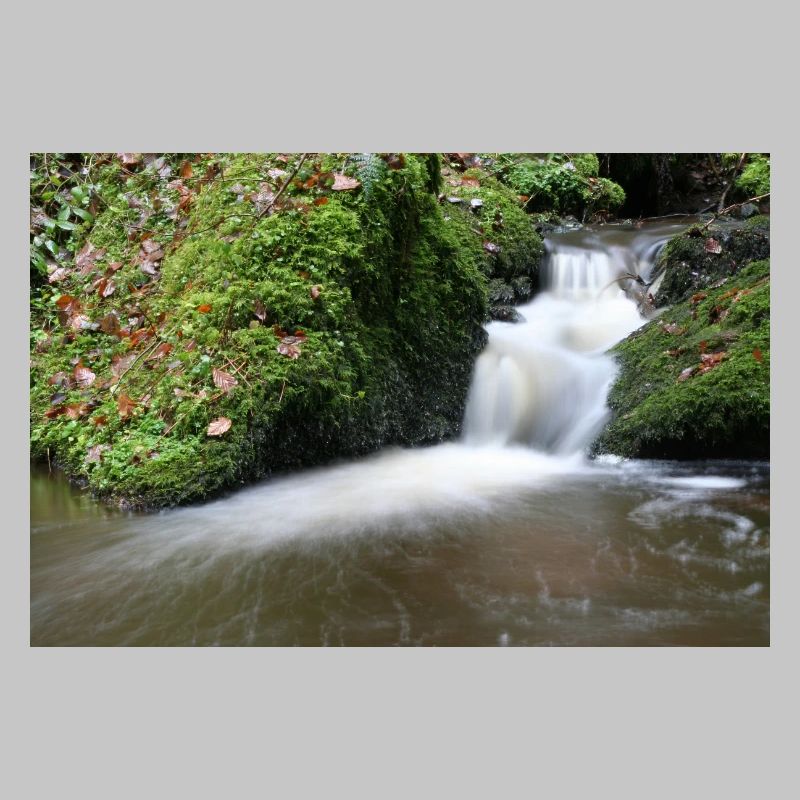FOREST BROOK