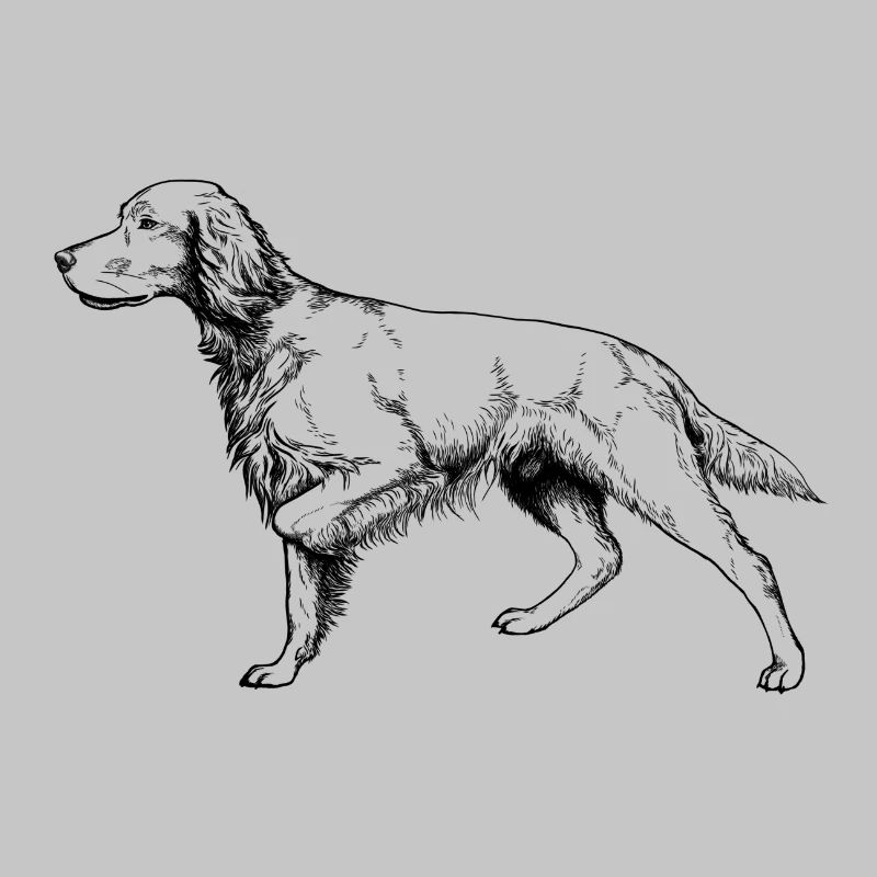 Setter above