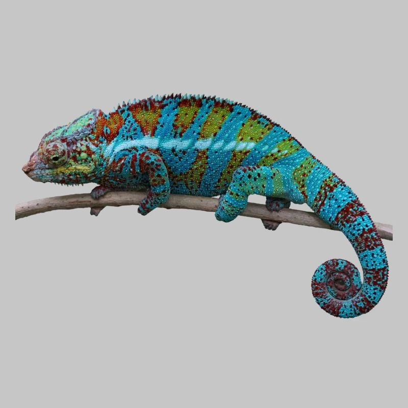 chameleon
