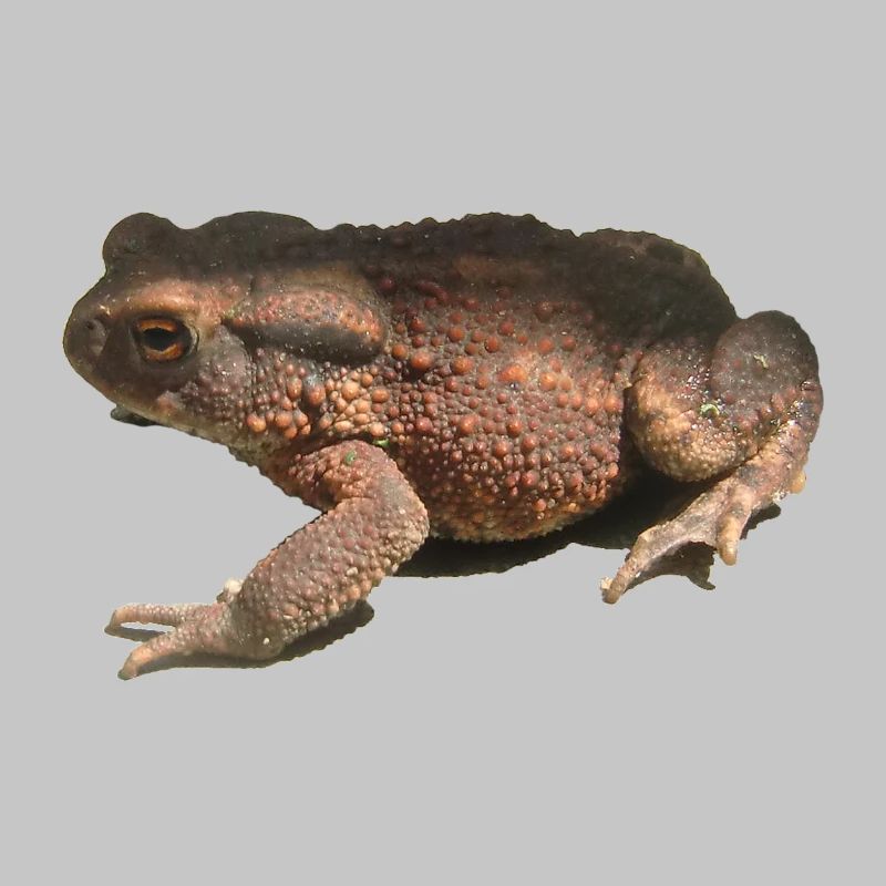 toad