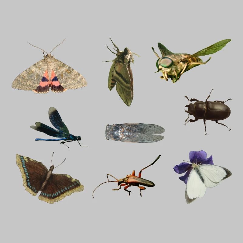 insects