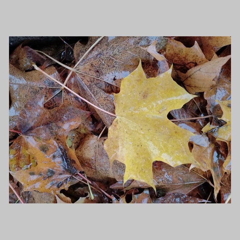 Yellow maple leaf also rainy autumn carpet