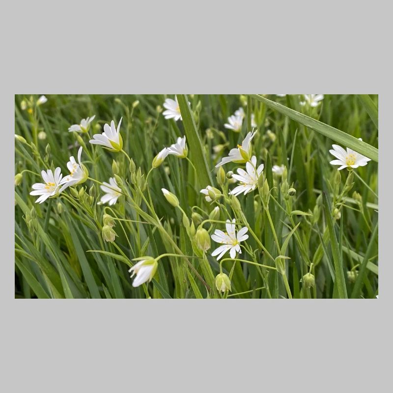 Fleurs blanches de prairie sauvage