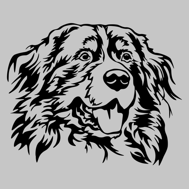 Bernese mountain dog head