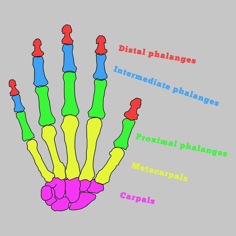 Hand Knochen Anatomie Mensch Evolution Physio