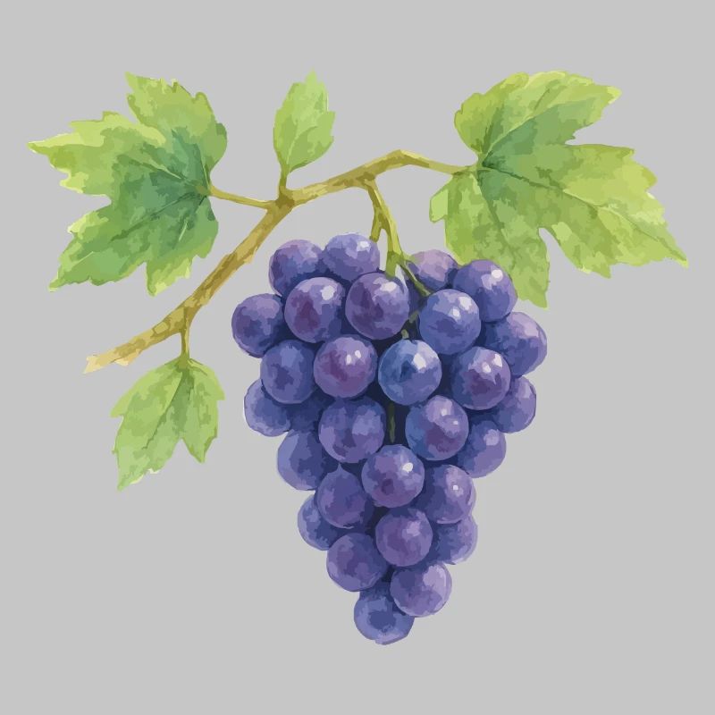 Weintrauben Wasserfarben Illustration