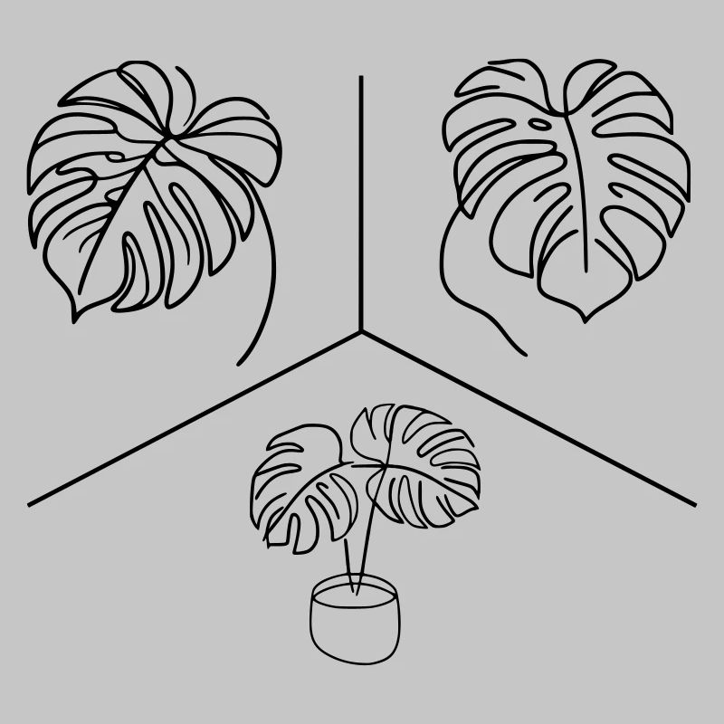Conception Monstera