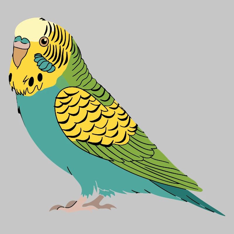 Perruche perruche turquoise vert jaune