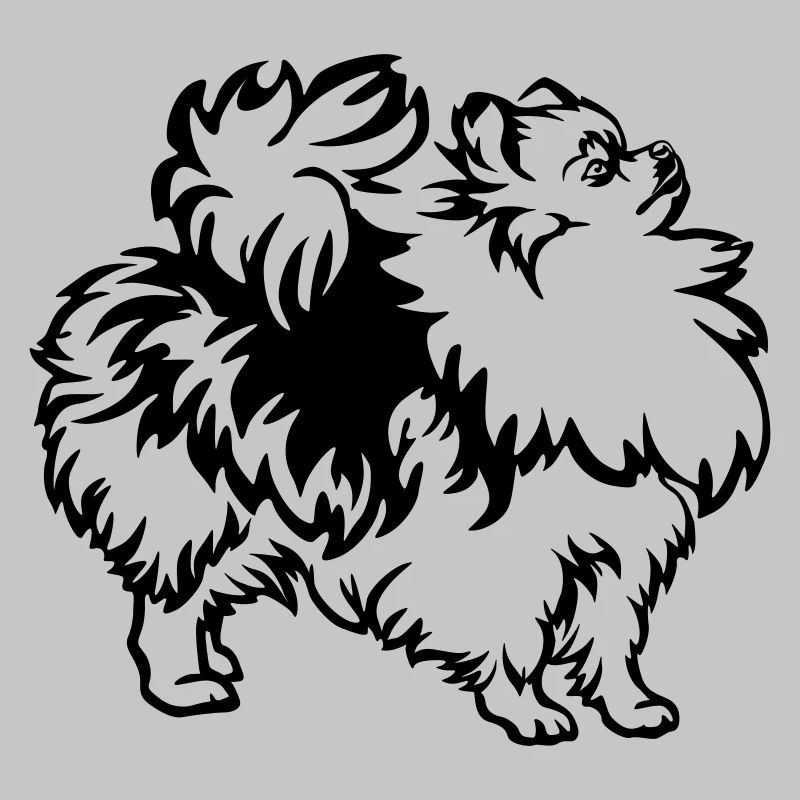 Zwergspitz