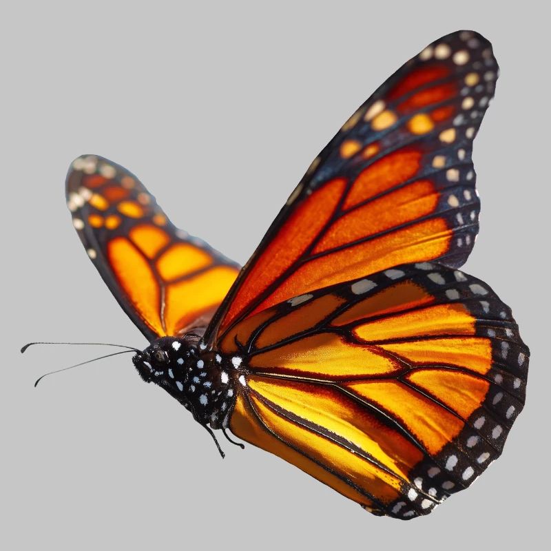 Monarch Butterfly in Flight Nature Design