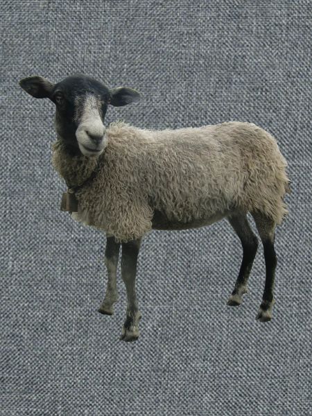 Schaf