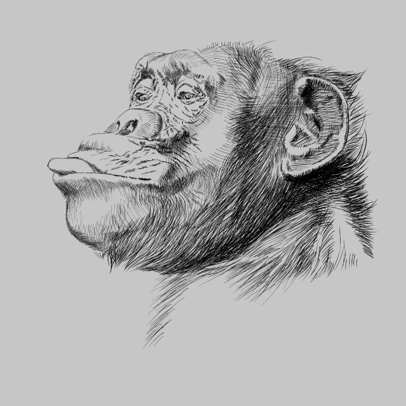 Monkey