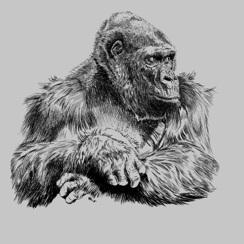 Gorilla