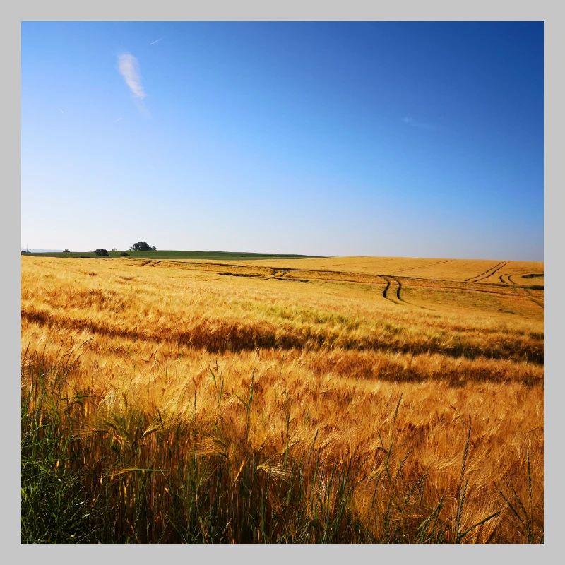 Golden wheat fields under a blue sky