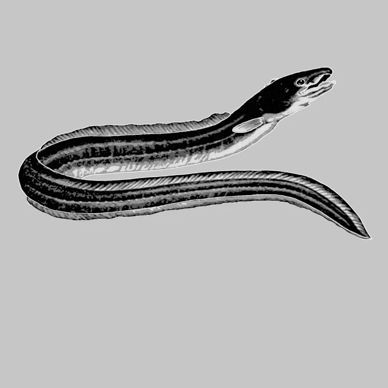 Aal