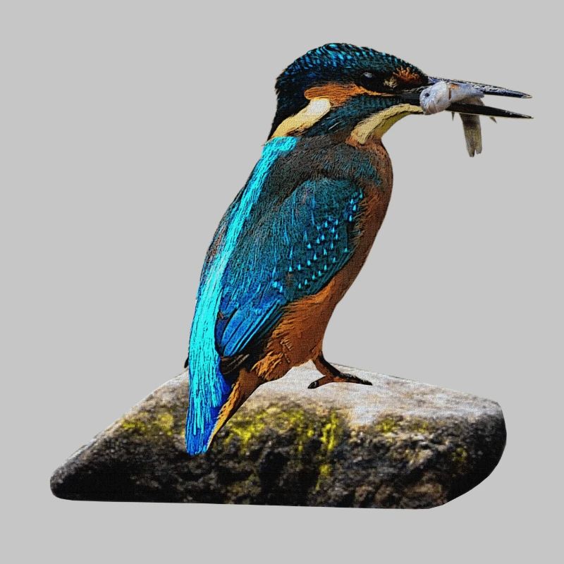coole vögel, fischendes Eisvogel männchen
