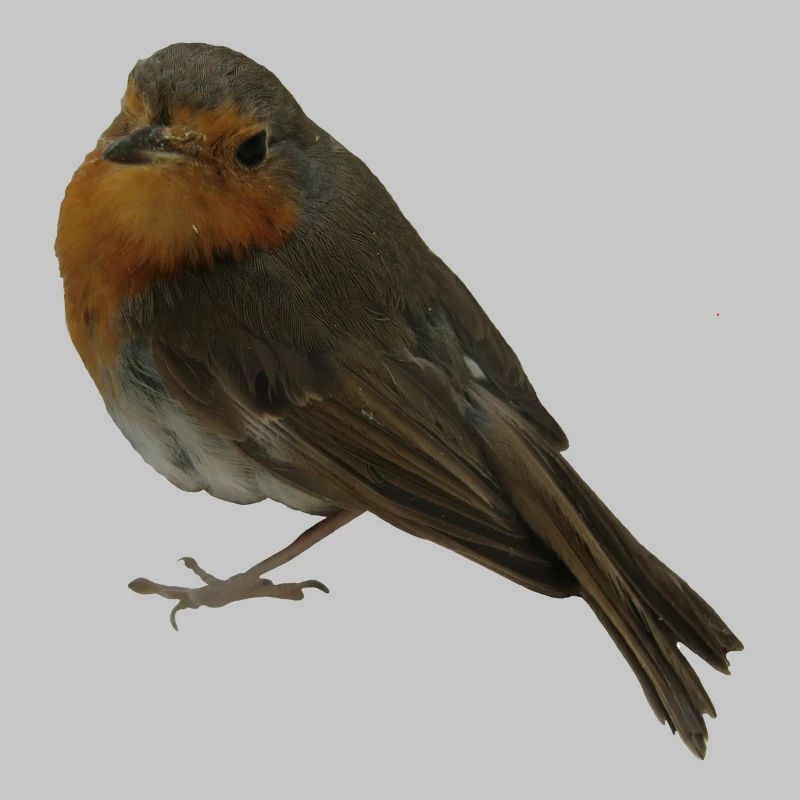 Robin