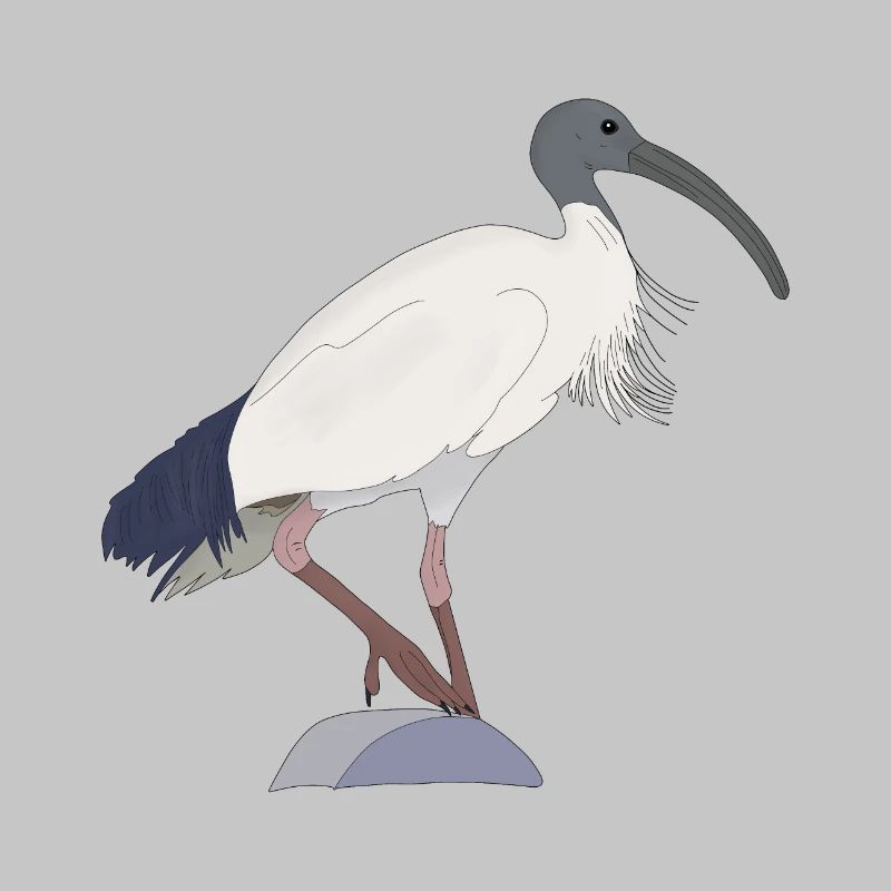 ibis bin Vogel