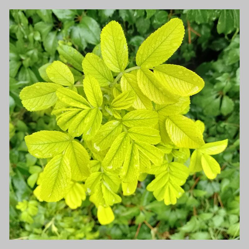 Japan-Rose / Be a difference maker